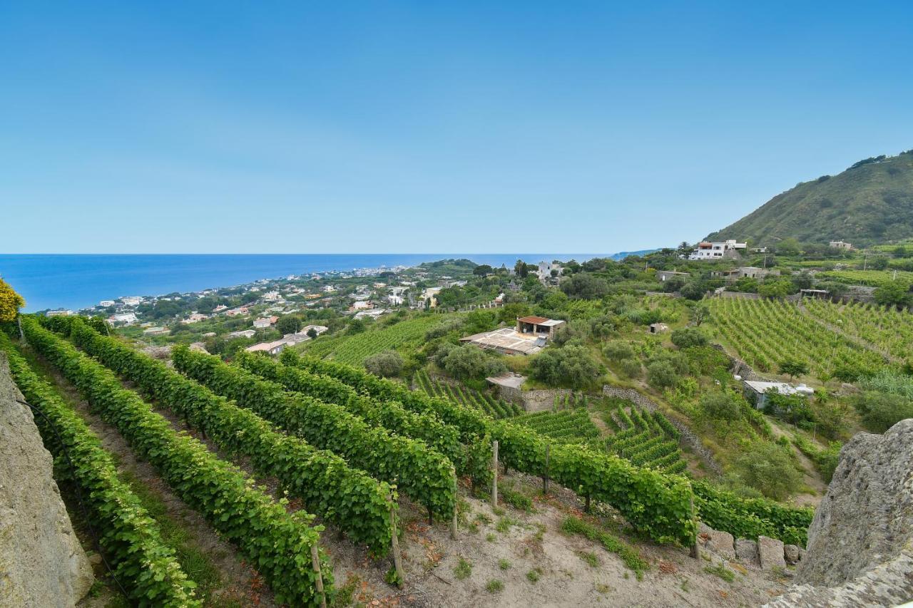 Tenuta C'Est La Vie Forio di Ischia Zewnętrze zdjęcie
